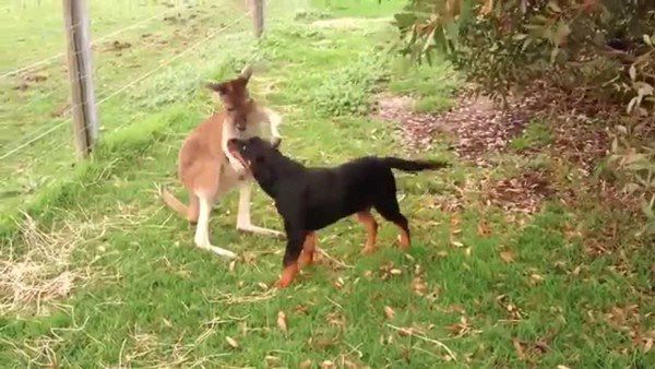 Неймовірна дружба кенгуру і собаки: Відео. Приємного перегляду!