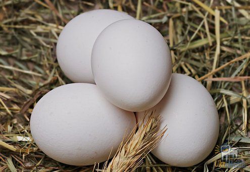 Вчені: потрібно з'їдати щодня хоча б одне яйце. Яйця в денному раціоні людини - запорука здоров'я серця і судин.