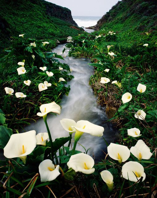 Долина, де ростуть кали. Неймовірна краса!. Кожної весни на узбережжі Тихого океану в регіоні Біг-Сур, Каліфорнія, серед багатої прибережної рослинності розквітає Долина диких кал (Calla Lily Valley).