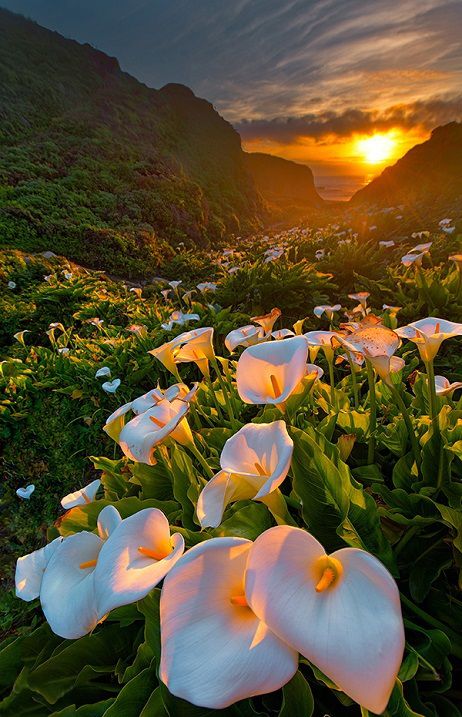 Долина, де ростуть кали. Неймовірна краса!. Кожної весни на узбережжі Тихого океану в регіоні Біг-Сур, Каліфорнія, серед багатої прибережної рослинності розквітає Долина диких кал (Calla Lily Valley).