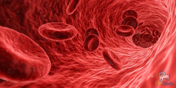 Лікарі придумали, як перемогти хвороби крові. В організмі дорослої людини червоний кістковий мозок – центр утворення клітин крові.