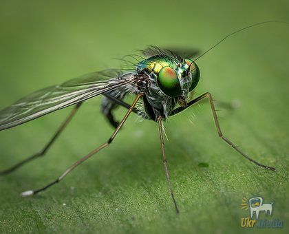 Чим небезпечні мухи?.  Мухи – одні з найбільш поширених комах, яких можна зустріти практично в будь-якому куточку земної кулі.