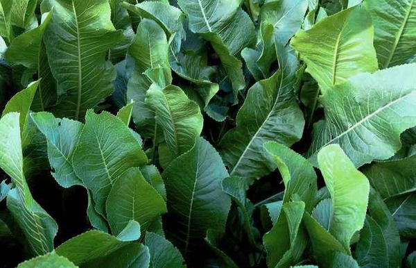 Магія листя хрону: витягають сіль прямо через пори шкіри!. Хрін — багаторічна рослина, яка відноситься до сімейства Капустяних.