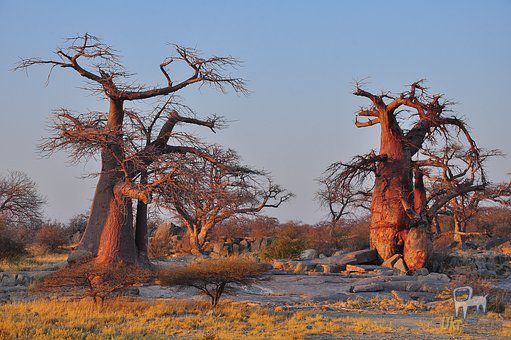 Вчені заявили про вимирання найстаріших дерев баобабів. Дослідники пов'язують вимирання дерев з глобальний потеплінням.