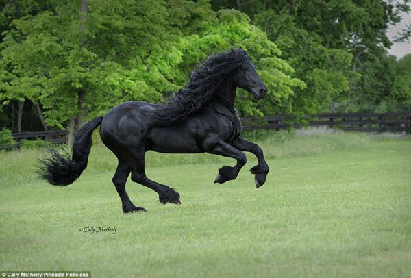 Найкрасивіший  кінь у світі. Фантастична краса!. Красень!