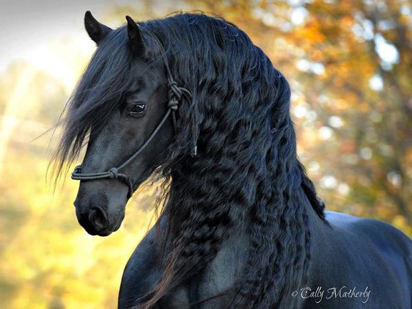 Найкрасивіший  кінь у світі. Фантастична краса!. Красень!