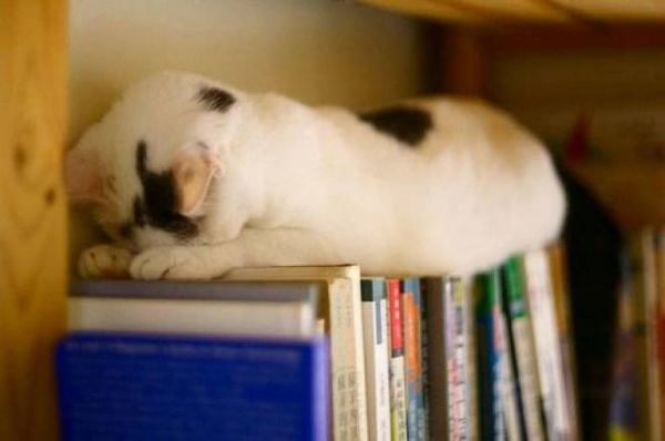 25 дуже дивних котячих поз для сну. Інколи наші пухнасті улюбленці дивують нас навіть коли сплять.