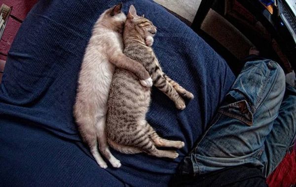 25 дуже дивних котячих поз для сну. Інколи наші пухнасті улюбленці дивують нас навіть коли сплять.