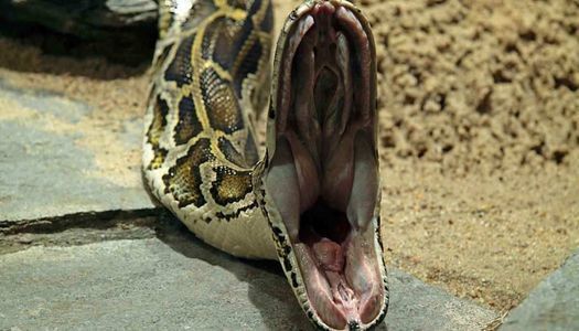 "Схоже на фільм жахів" - жінку повністю проковтнув пітон. В Індонезії люди знайшли величезну змію, яка повністю проковтнула жінку.