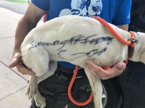Ця нещасна собака була знайдена у жахливому місці. Але це ще найгірша частина історії.