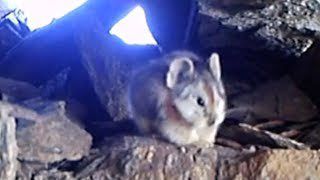 У Китаї вперше потрапив на відео чарівний кролик. Цього рідкісного звіра, ілійську пищуху, вперше вдалося зняти на відео.