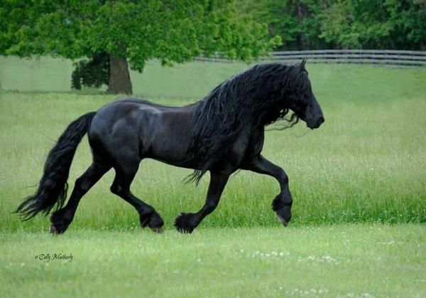 Ззаду він виглядає як звичайний кінь. Але варто йому обернутися — всі закохуються в його красу!. Фотогенічний фризький кінь добре відомий своєю красою.