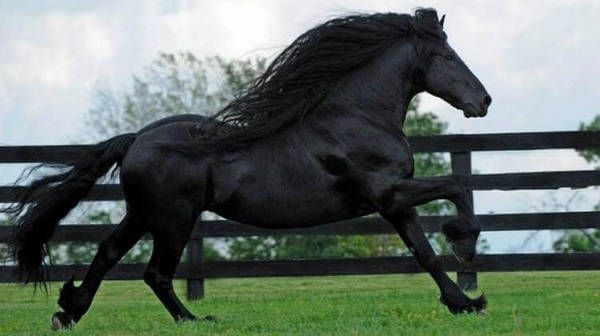 Ззаду він виглядає як звичайний кінь. Але варто йому обернутися — всі закохуються в його красу!. Фотогенічний фризький кінь добре відомий своєю красою.