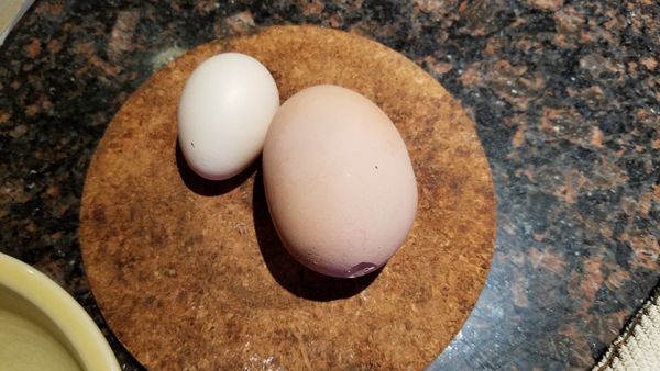 Курка знесла незвично величезне яйце. Всередині виявився справжній сюрприз. Усередині він виявив ...