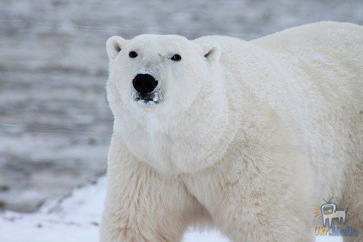 Приголомшлива реакція полярних ведмедів на завезений в зоопарк сніг. Дуже зворушливо!. Цей день став для них особливим.