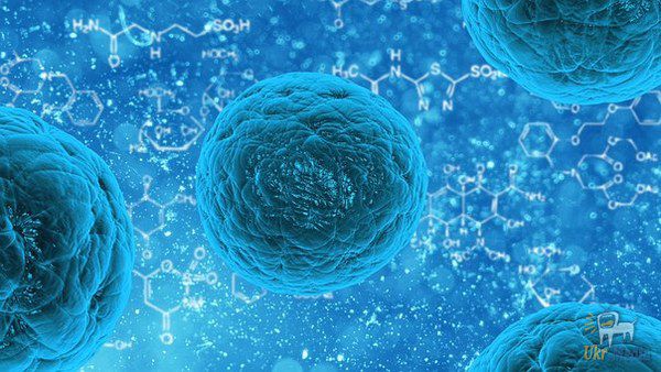 Фахівці знайшли клітини, здатні відновити весь організм. Особливою функцією даної знахідки є здатність клітин пристосовуватися під потрібні прагнення організму.