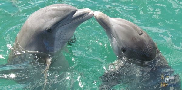 В одеському дельфінарії під час шоу народилося дельфінятко (відео). В одеському дельфінарії "Немо" народилося маленьке дельфінятко прямо під час шоу.