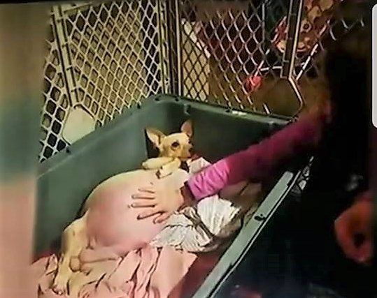 Вона виглядала як жива повітряна кулька: маленька чихуахуа народила рекордну кількість цуценят. В кінці березня 2018 року в притулок для тварин "Unleashed Pet Rescue & Adoption" в штаті Канзас (США) потрапила сильно вагітна чихуахуа, якій дали кличку Лол (lol).