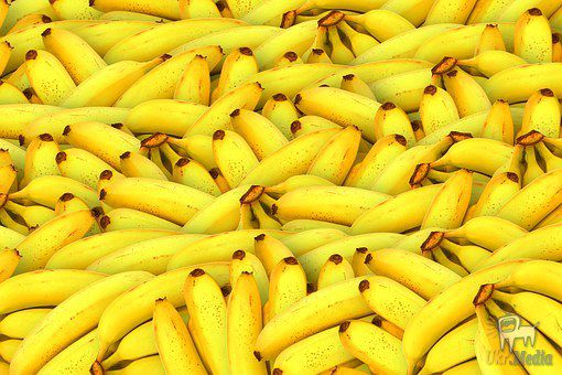 Вчені: Сучасний світ став занадто небезпечним для бананів. Британські вчені стурбовані загрозою вимирання бананів.