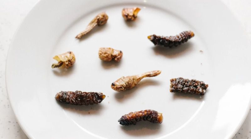 Австралійська журналістка тиждень їла жуков заради експерименту. У мене почалися галюцинації і думки про смерть.