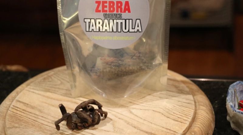 Австралійська журналістка тиждень їла жуков заради експерименту. У мене почалися галюцинації і думки про смерть.