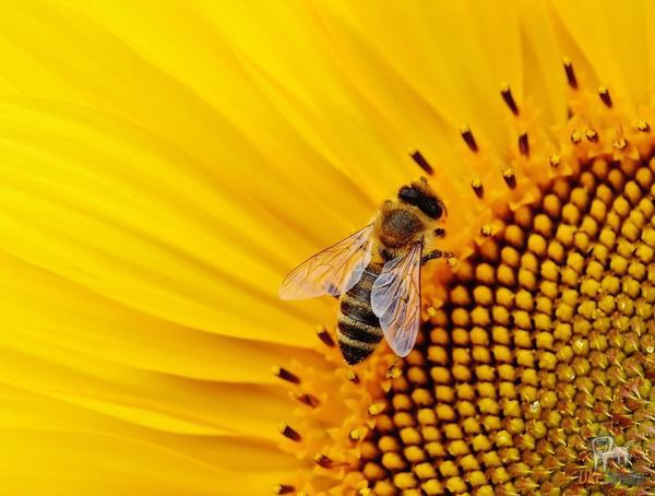 Ось чому треба завжди залишати ложку з цукром у дворі. В останні роки в світі спостерігається вкрай сумна тенденція: медоносні бджоли масово зникають.