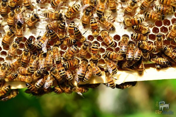 Ось чому треба завжди залишати ложку з цукром у дворі. В останні роки в світі спостерігається вкрай сумна тенденція: медоносні бджоли масово зникають.