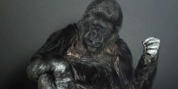 Померла знаменита горила Коко, єдина з свого виду, яка  володіла мовою жестів. Всього Коко вивчила більше тисячі слів на мові жестів і могла розуміти на слух близько двох тисяч англійських слів.