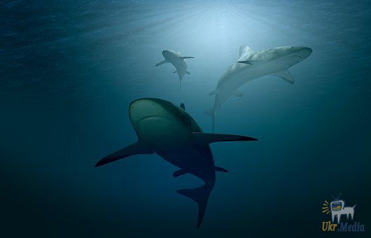 У Тихому океані вчені помітили незвичайне явище. У Тихому океані плавають акули, які святяться.