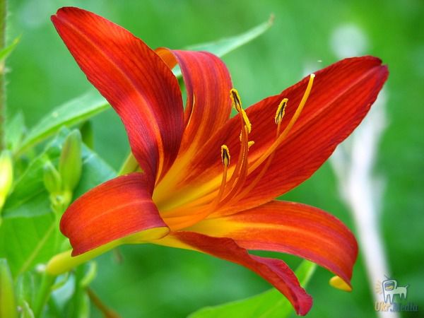 Коли та як треба пересаджувати цю розкішну квітку -  лілію. Багатьох садівників цікавить, як правильно доглядати за ліліями, щоб вони довго радували очі своїм розкішним цвітінням.