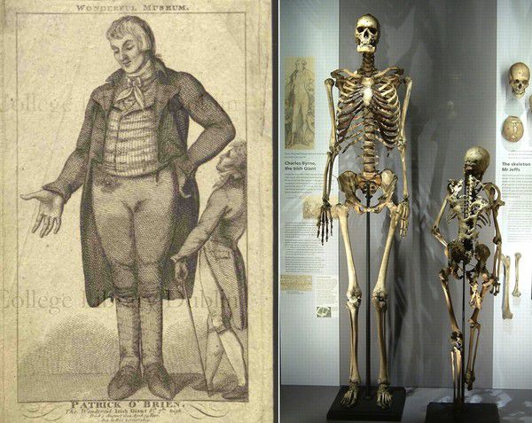 Скелет гіганта з музею поховають через 200 років. Таким чином виконають його волю.