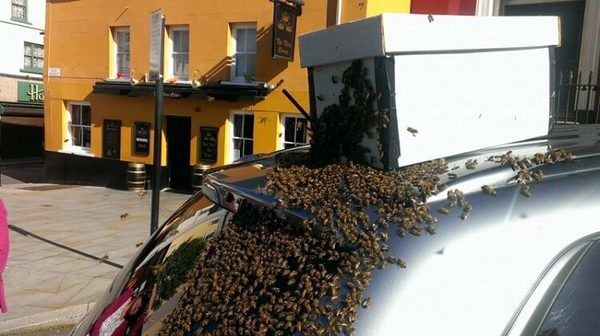 20 000 бджіл переслідували машину протягом 2 днів. Причина крилася в багажнику. Це дивно!