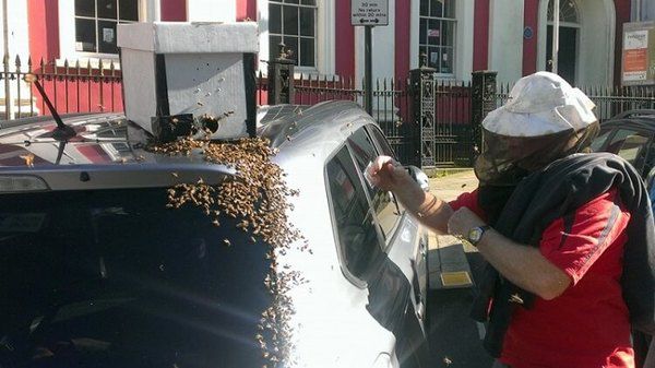 20 000 бджіл переслідували машину протягом 2 днів. Причина крилася в багажнику. Це дивно!