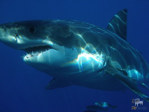 Чому в акваріумах немає великої білої акули. Навіть у самих великих океанаріумах світу немає жодної білої акули.