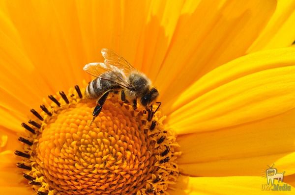Як з'являються бджоли-вбивці. Біохімікам вдалося визначити, які речовини в нервовій системі звичайної медоносної бджоли відповідальні за перетворення її в так звану «бджолу-вбивцю».