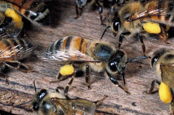 Як з'являються бджоли-вбивці. Біохімікам вдалося визначити, які речовини в нервовій системі звичайної медоносної бджоли відповідальні за перетворення її в так звану «бджолу-вбивцю».