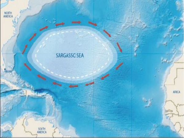 Саргасове море - чому його називають пасткою для заблудших душ. У Світовому океані існує дивовижний феномен: серед безкрайніх вод океану є море, застигле в нерухомості.