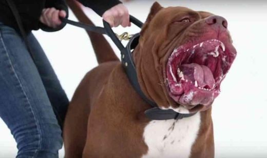Ці 10 порід собак, найнебезпечніші в світі (відео). Щодня на вулицях ми стикається з собаками різних порід.