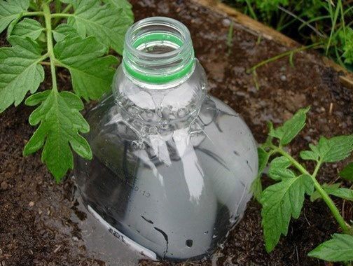 Крапельний полив за допомогою ... пластикової пляшки. А ви знали, що крапельний полив можна зробити за допомогою простої пластикової пляшки з-під води або молока?