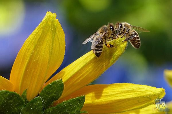 Масова загибель бджіл на Дніпропетровщині: дослідження виявили інсектицид. Бджолярі звинувачують довколишні агропідприємства, які, за їх словами, обробляють поля високотоксичними препаратами.