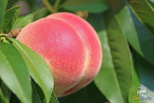 Сонячне літо в 2018 році змушує садівників дешево продавати персики. Сезон цих кісточкових фруктів тільки стартував, але виробники не мають особливих ілюзій відносно великих заробітків.