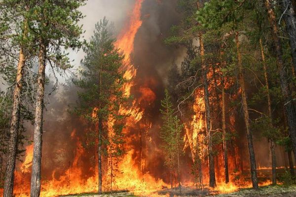 Лісову пожежу у Каліфорнії гасять 3 тис. пожежників. Вогонь загрожує сотням житлових будинків.