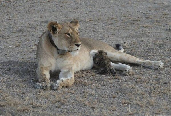 Це дійсно унікальне явище. Зворушлива історія про те, як левиця усиновила крихітного леопарда. Чужих дітей не буває.
