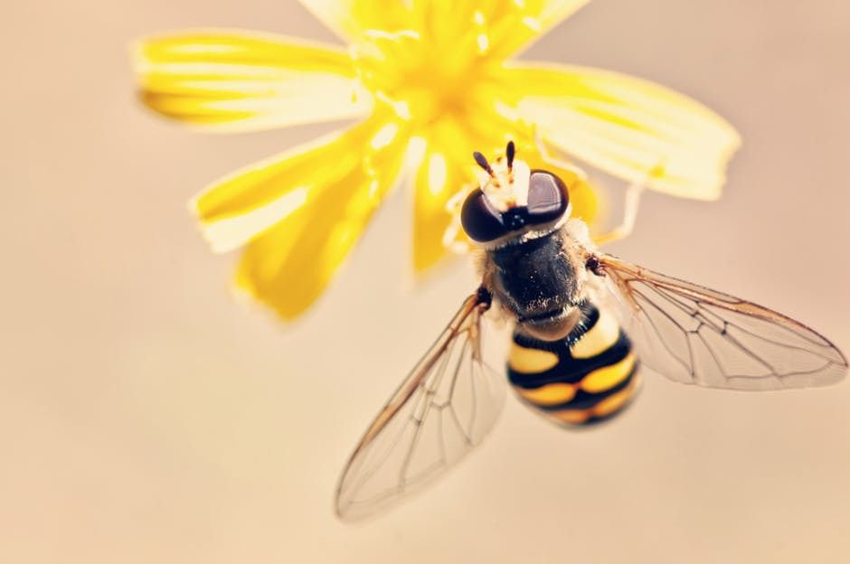 Названа головна причина вимирання бджіл. Глобальне потепління спровокує перегрів вуликів.