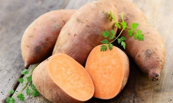 У солодкої картоплі величезний потенціал в Україні. Врожайність батату може досягати 100 тонн/га.