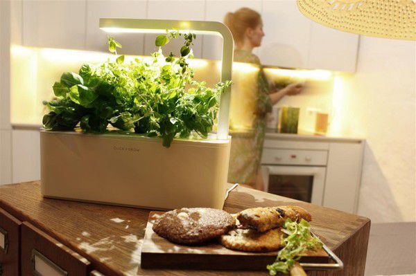 Свіжість зелені і трав круглий рік: 15 ідей для домашнього городу на кухні. Щоб завести город, необов'язково мати дачу.
