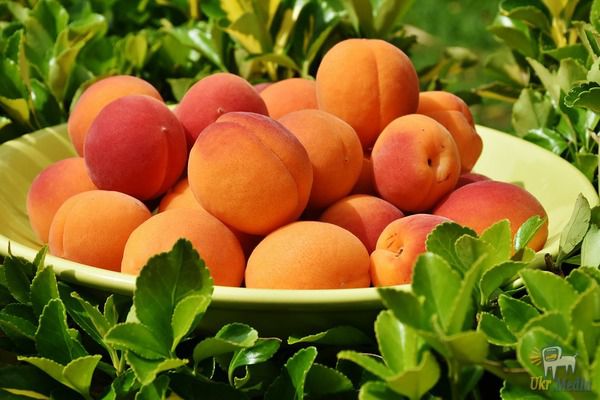 Смачні і легкі рецепти з абрикосами. Абрикос - сонячний липневий фрукт, тому будь-які страви з ним будуть особливо смачні і корисні влітку.