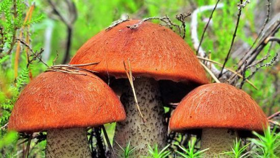 У Карпатах почався сезон величезних грибів. У Карпатах величезні гриби.