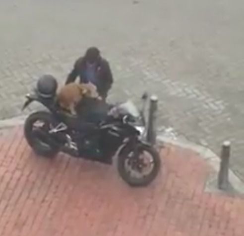 Хлопець так дбайливо готує собаку для поїздки на мотоциклі, що це відео стало вірусним. Це так мило!