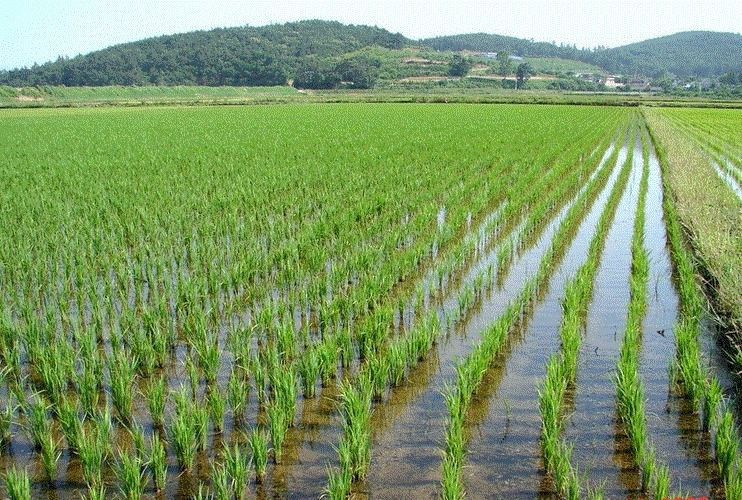 У Херсонській області вирощують рибу на рисових полях. У минулому році подібний експеримент не вдався.